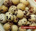 Quail eggs